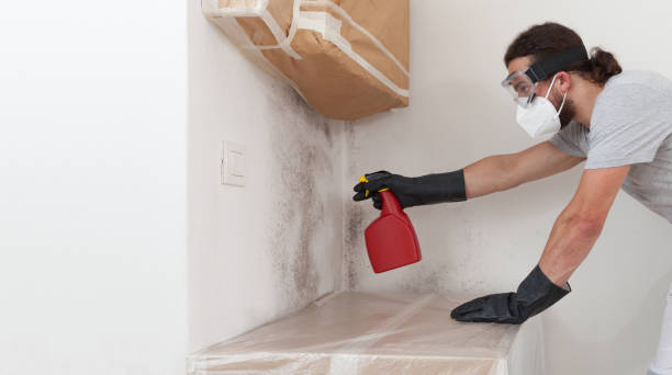 Basement Mold Remediation treatment on basement walls in Harleysville